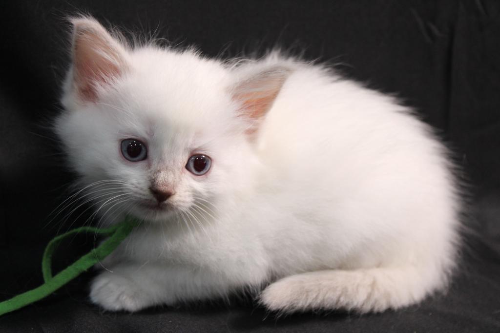 Duchess Seraphina photo 3