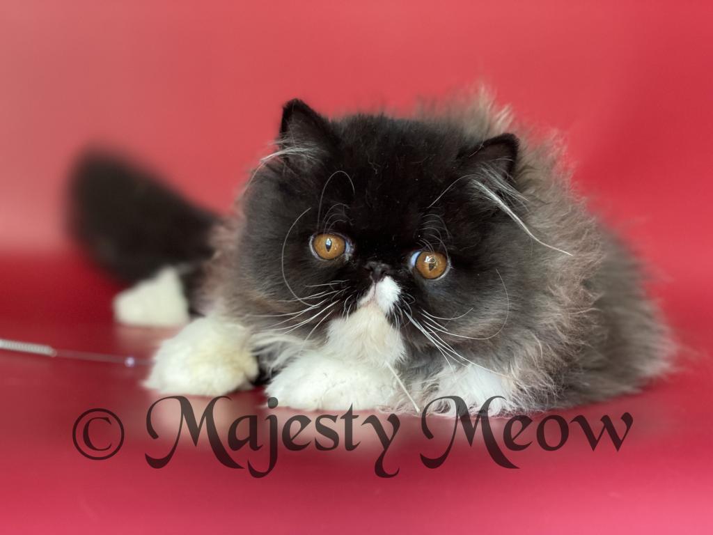Baron photo 1