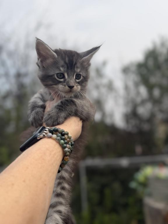 Maine Coon In Montana photo 1