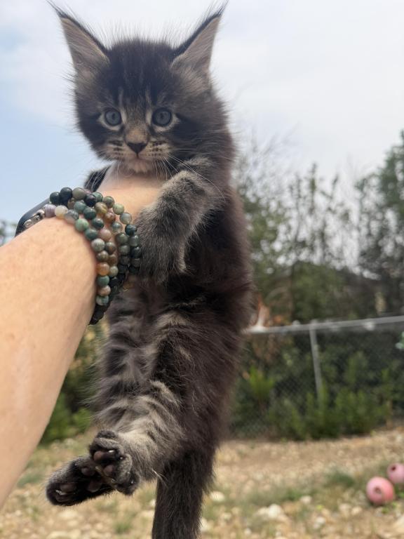 Maine Coon In Montana photo 2