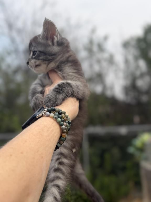 Maine Coon In Montana photo 5