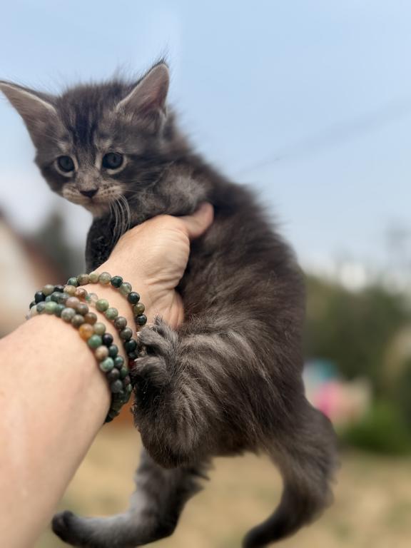 Maine Coon In Montana photo 6