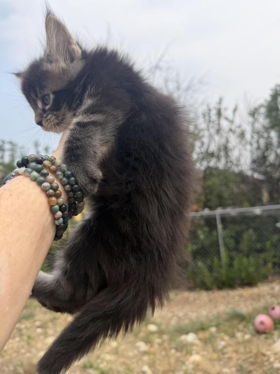 Maine Coon In Montana photo 3