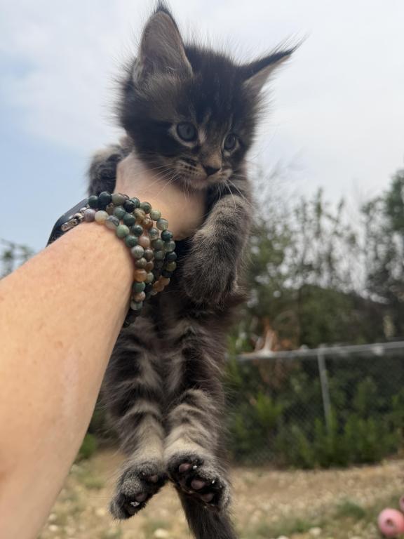 Maine Coon In Montana photo 4
