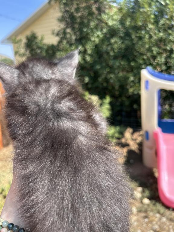 Maine Coons In Montana photo 3
