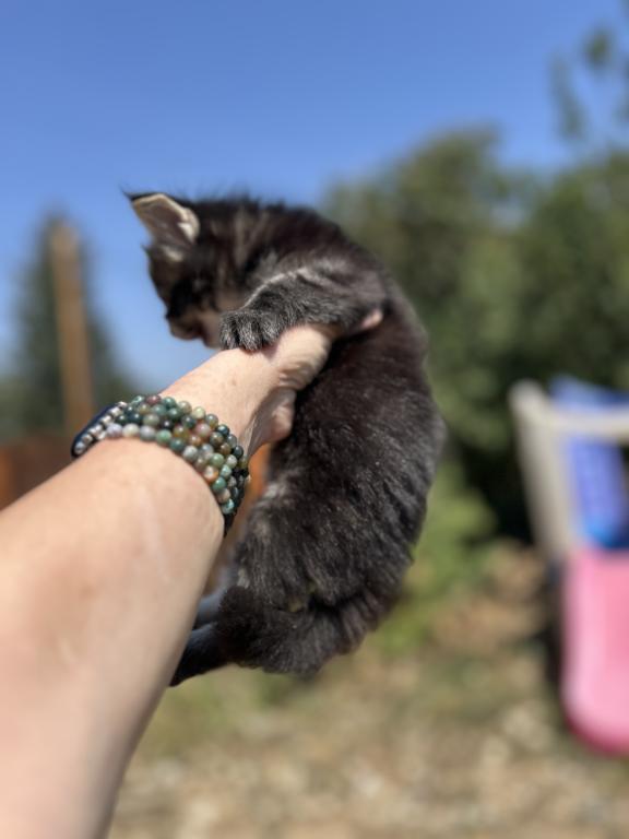 Maine Coons In Montana photo 11