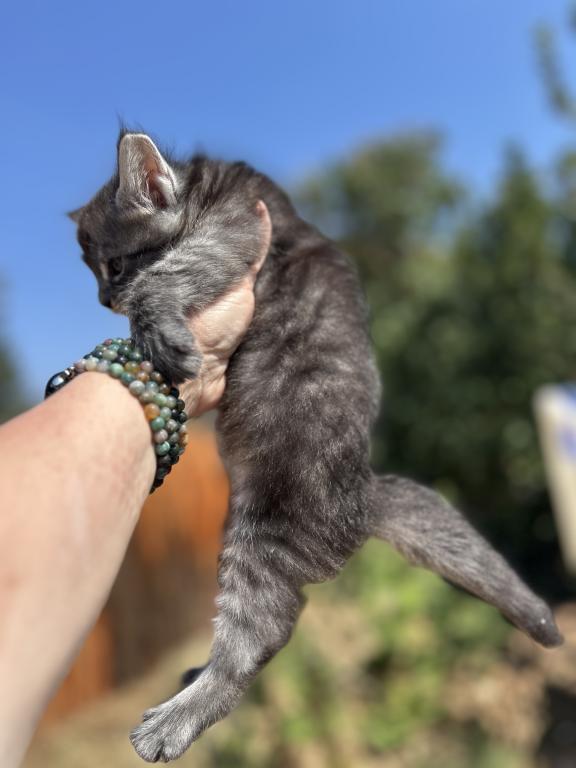 Maine Coons In Montana photo 4