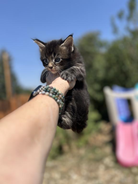 Maine Coons In Montana photo 9