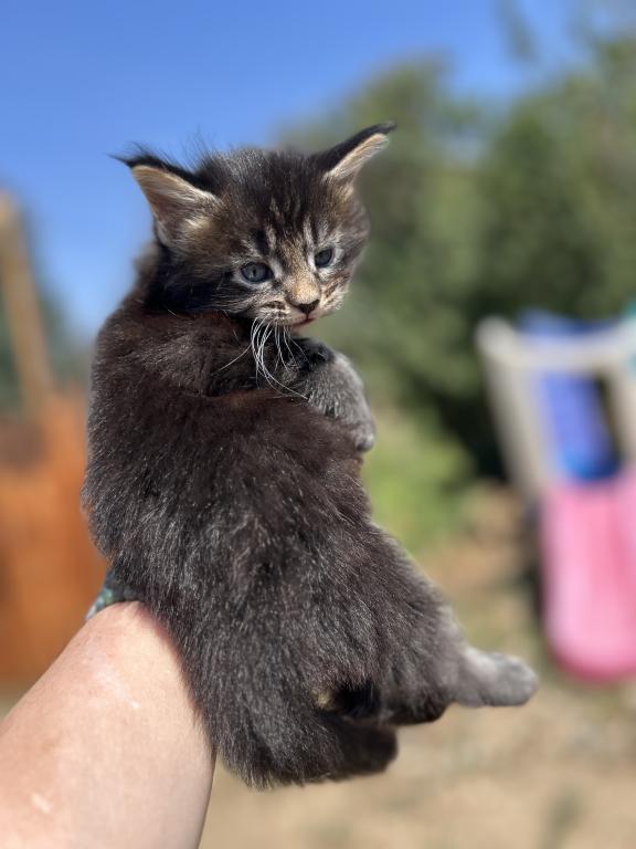 Maine Coons In Montana photo 1