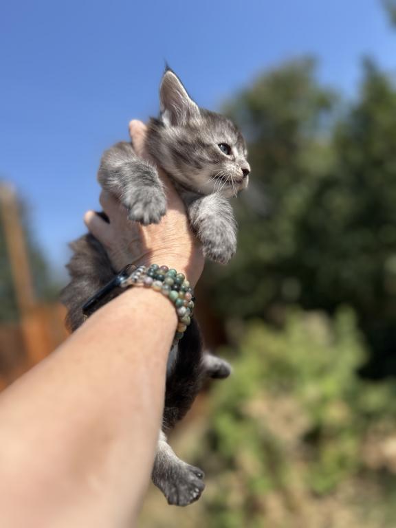 Maine Coons In Montana photo 7