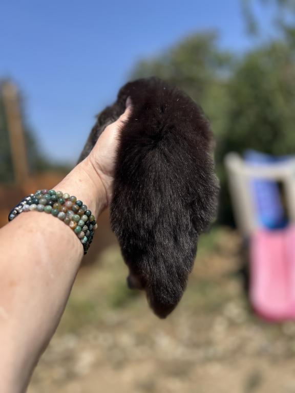 Maine Coons In Montana photo 8
