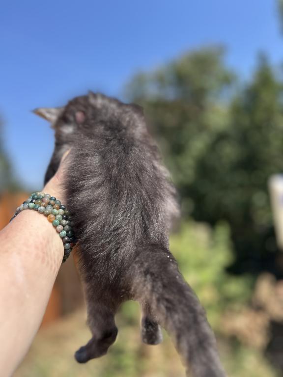 Maine Coons In Montana photo 5