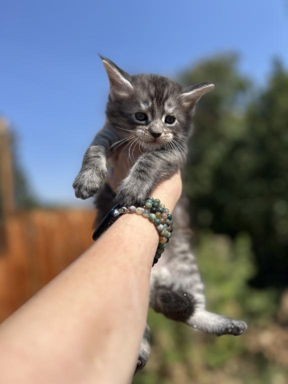 Maine Coons In Montana photo 6