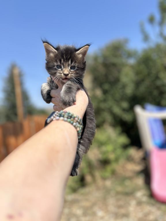 Maine Coons In Montana photo 10
