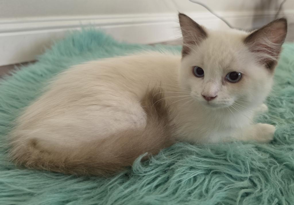 Bicolor Female Ragdoll Registration Available photo 3