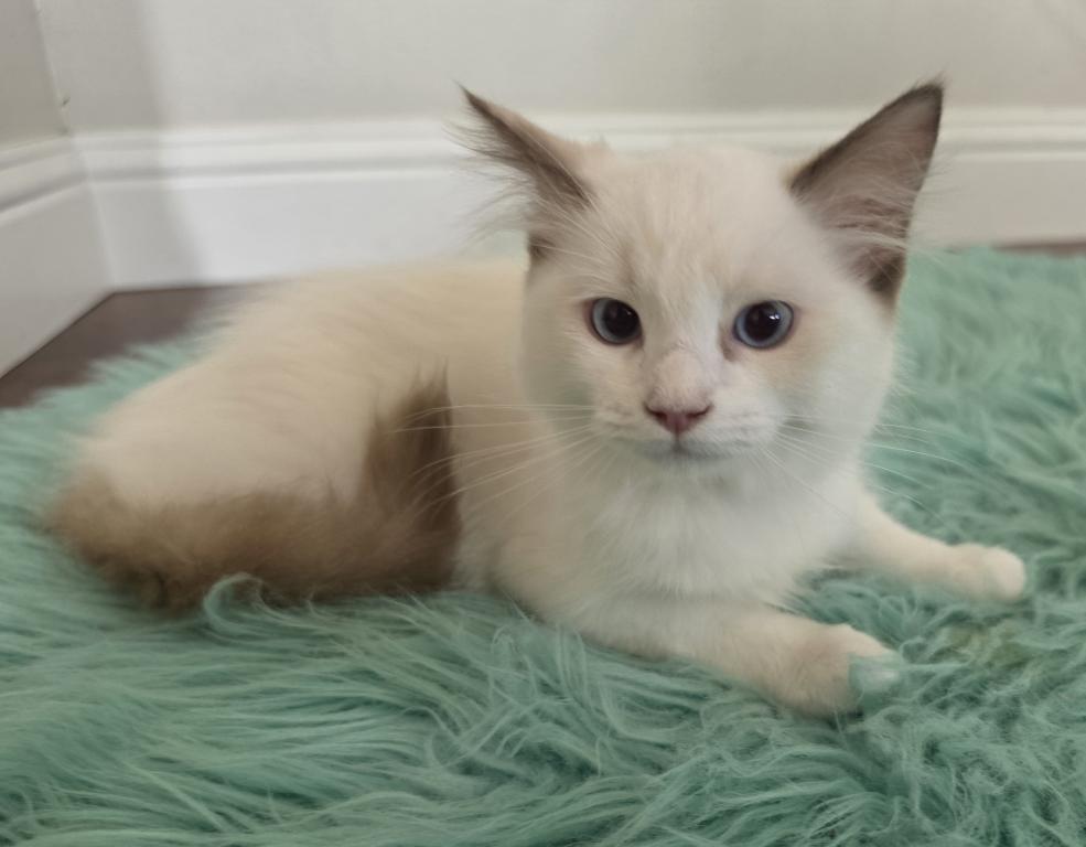 Bicolor Female Ragdoll Registration Available photo 2