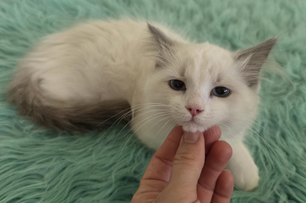 Bicolor Female Ragdoll Registration Available