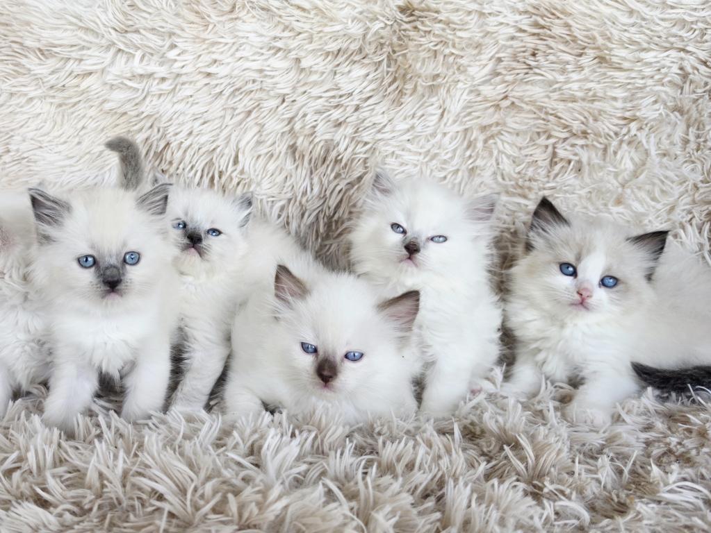 Bicolor Female Ragdoll photo 1