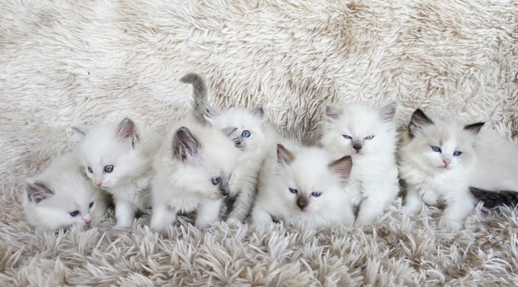 Bicolor Female Ragdoll photo 8
