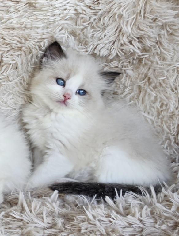 Bicolor Female Ragdoll photo 14