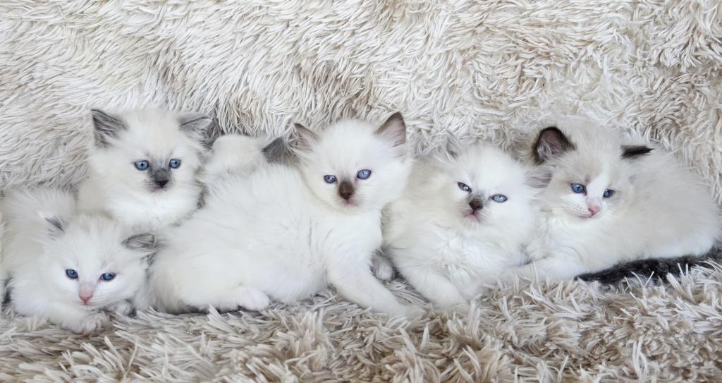 Bicolor Female Ragdoll photo 6