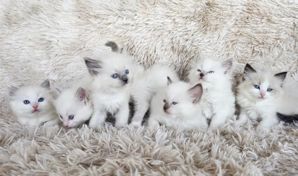 Bicolor Female Ragdoll photo 7