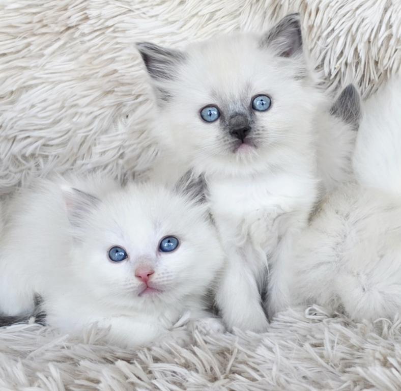 Bicolor Female Ragdoll photo 9