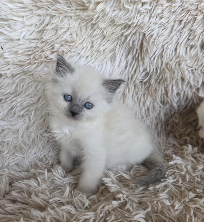 Bicolor Female Ragdoll photo 10