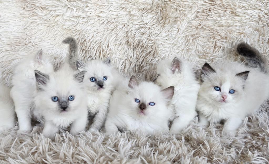 Bicolor Female Ragdoll photo 5