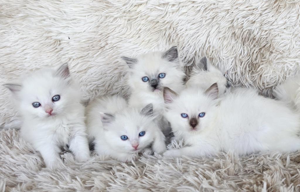 Bicolor Female Ragdoll photo 4
