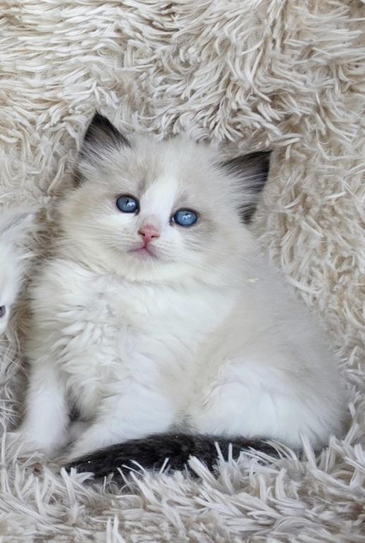 Bicolor Female Ragdoll photo 11