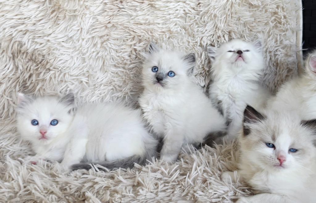 Bicolor Female Ragdoll photo 2