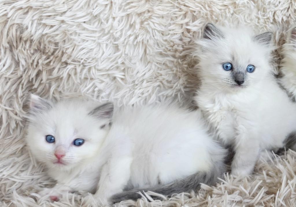 Bicolor Female Ragdoll photo 13