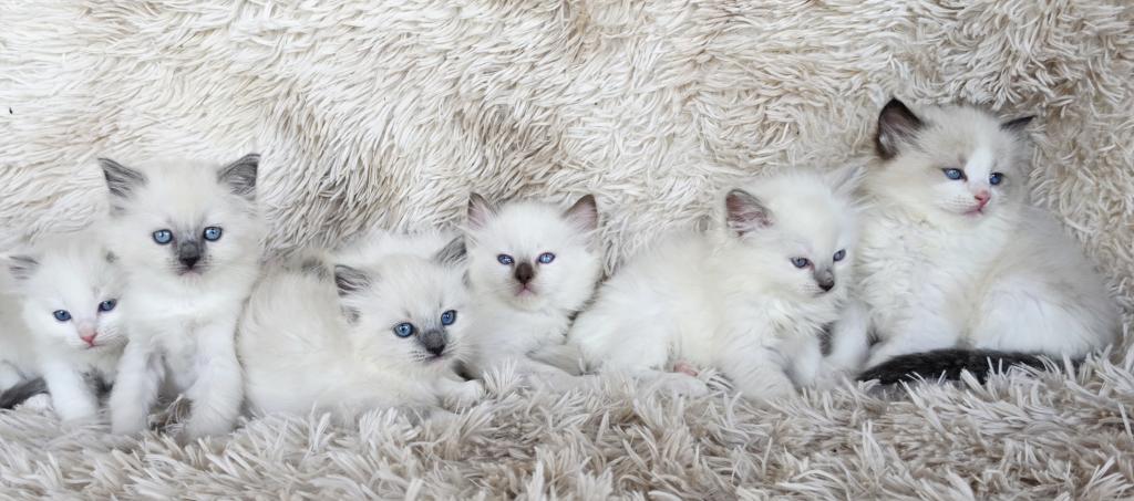 Bicolor Female Ragdoll photo 3