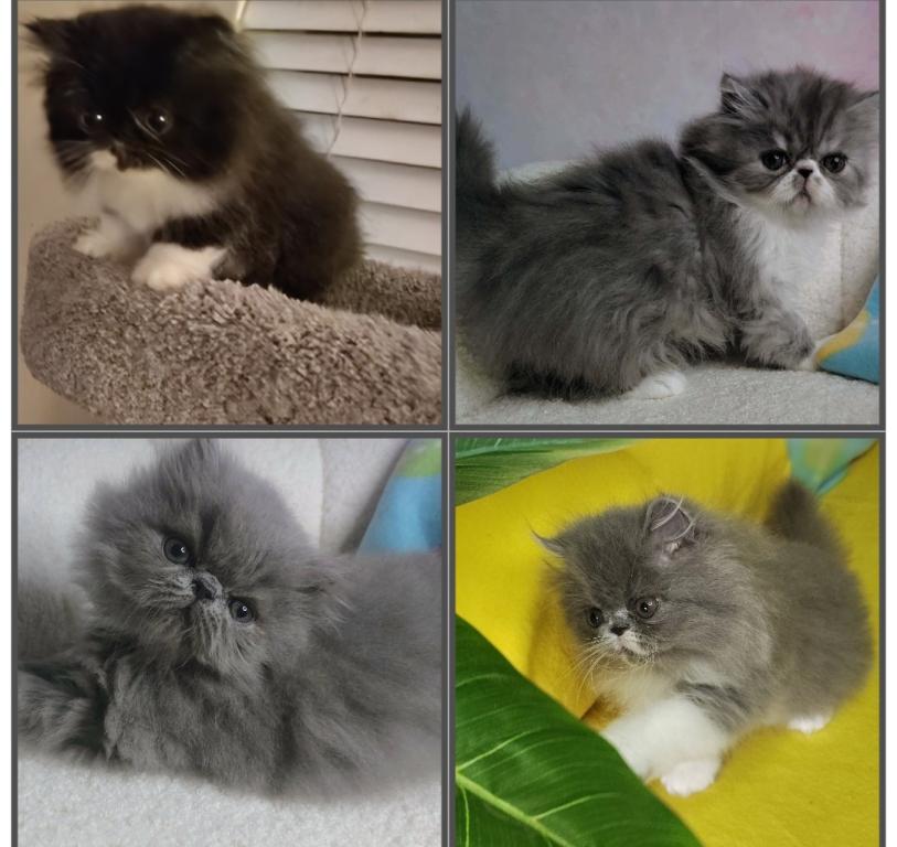 Persian Males