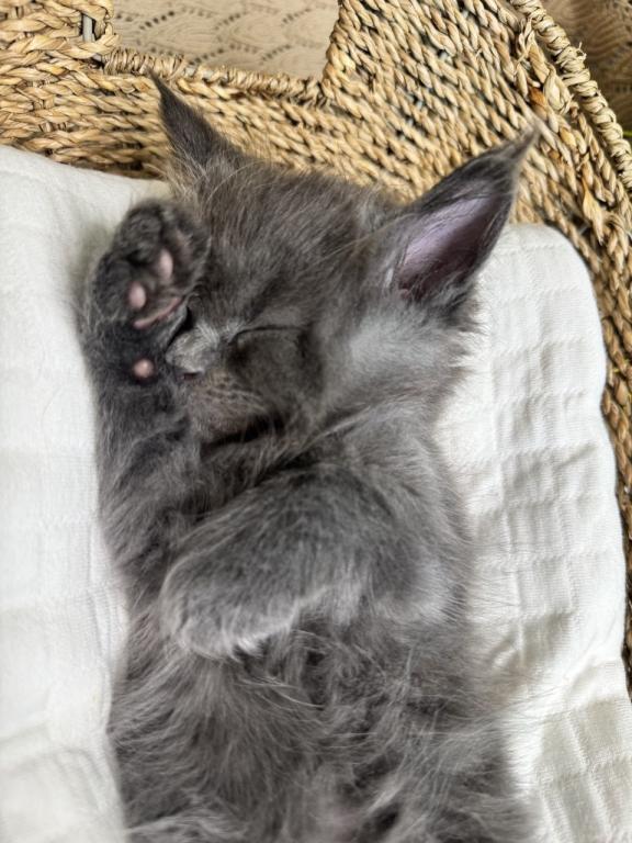 Miley The Big Paw Club photo 5