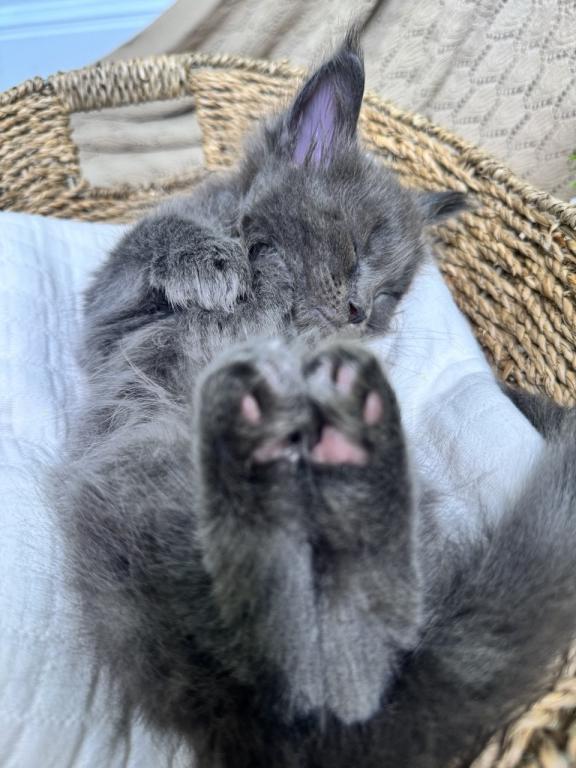 Miley The Big Paw Club photo 4