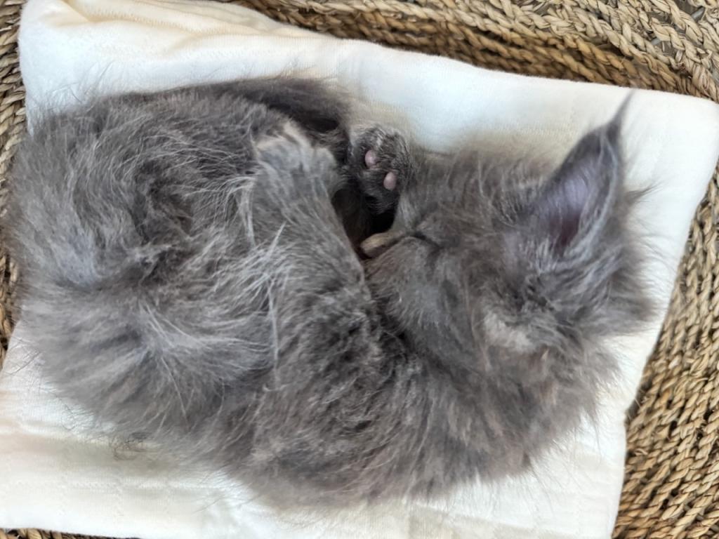 Miley The Big Paw Club photo 9