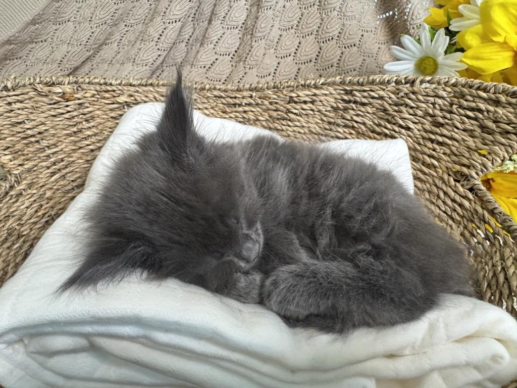 Miley The Big Paw Club photo 6
