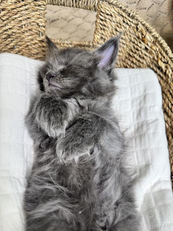 Miley The Big Paw Club photo 8