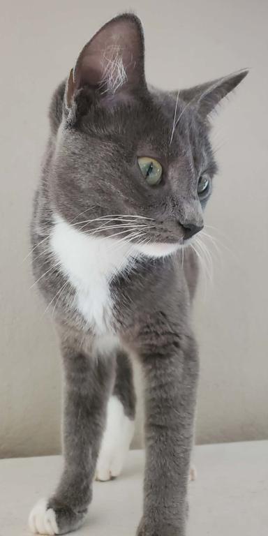 Blueberry photo 1