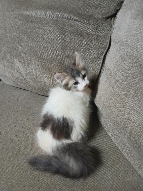 Paxton photo 7