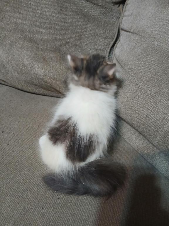 Paxton photo 3
