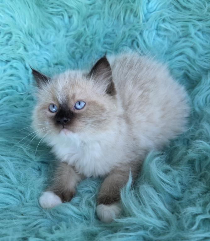 Lucky Male Ragdoll photo 4