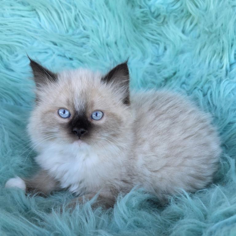 Lucky Male Ragdoll