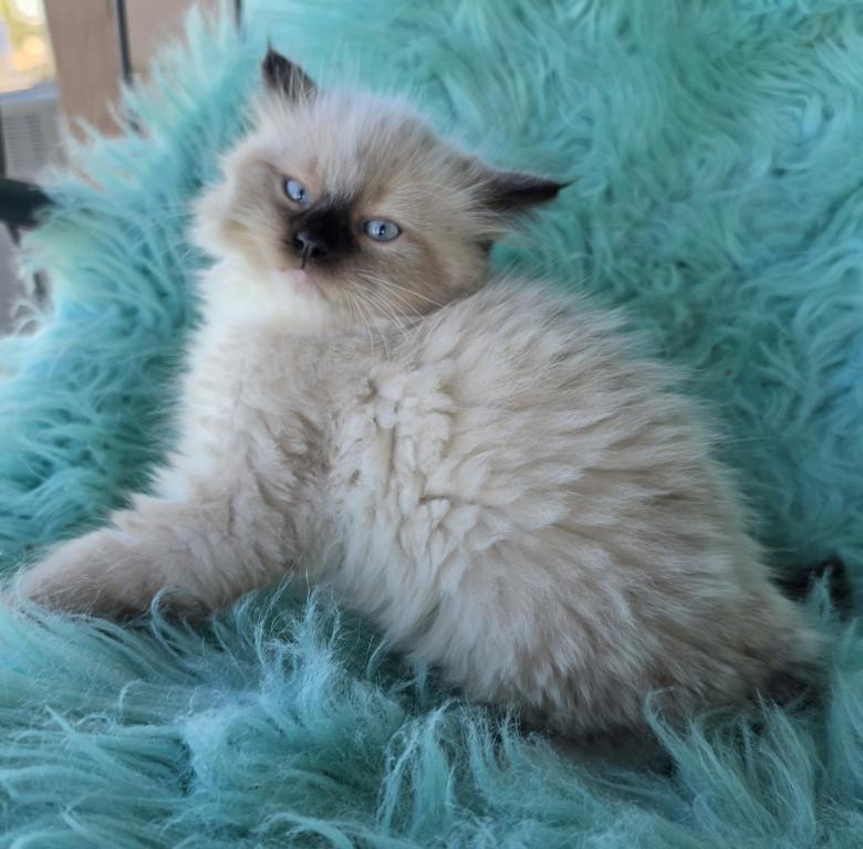 Lucky Male Ragdoll photo 3