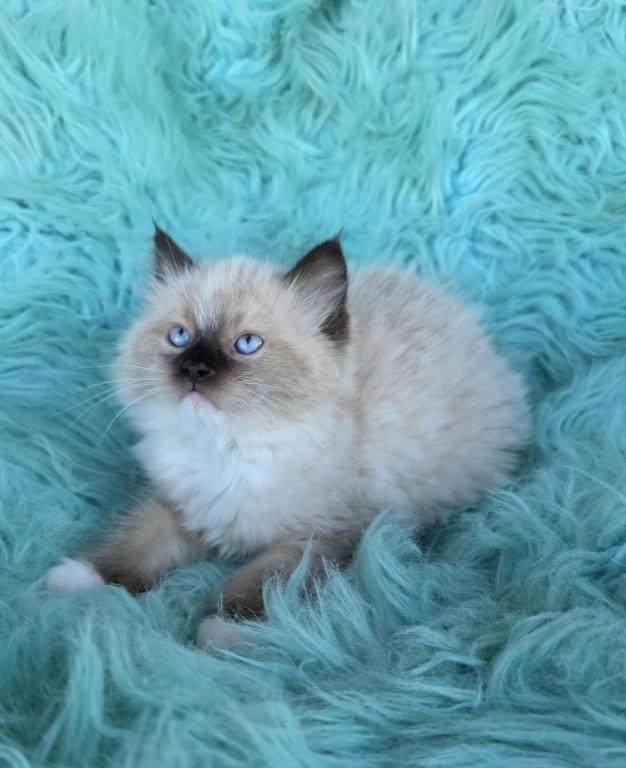 Lucky Male Ragdoll photo 5