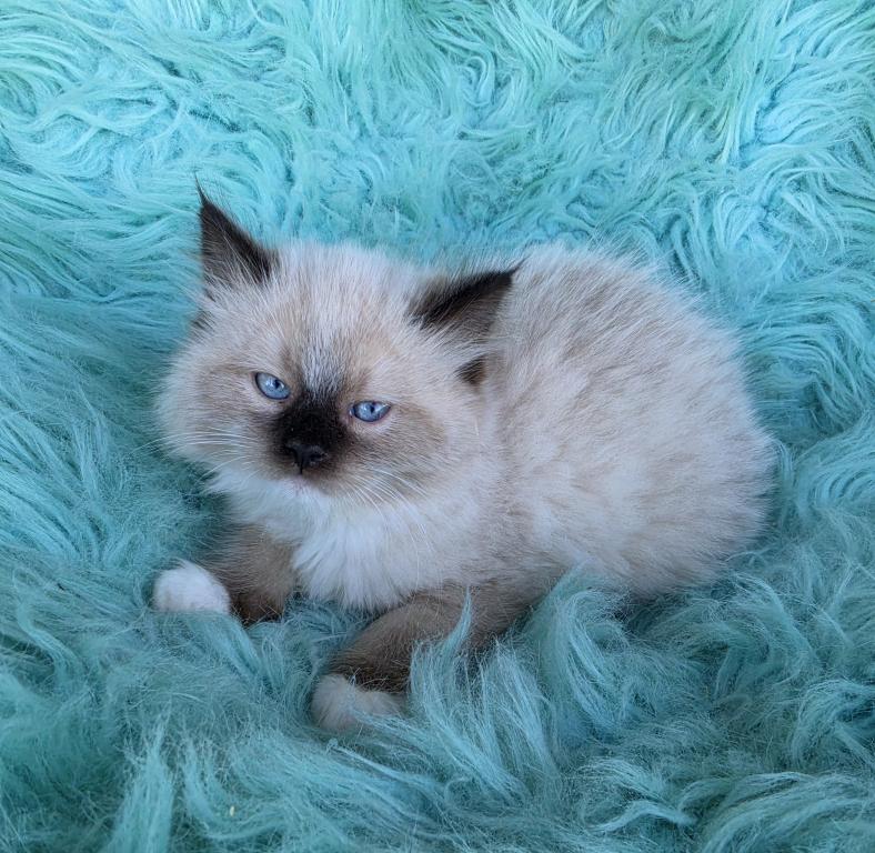 Lucky Male Ragdoll photo 2