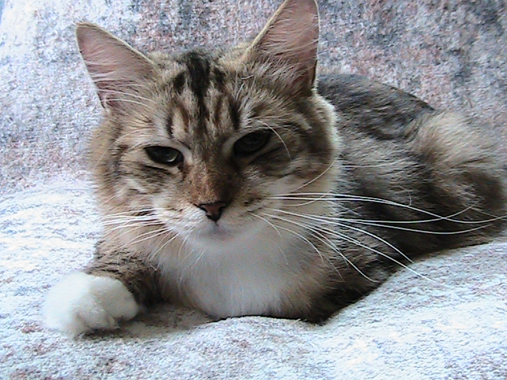 Liora Siberian photo 3