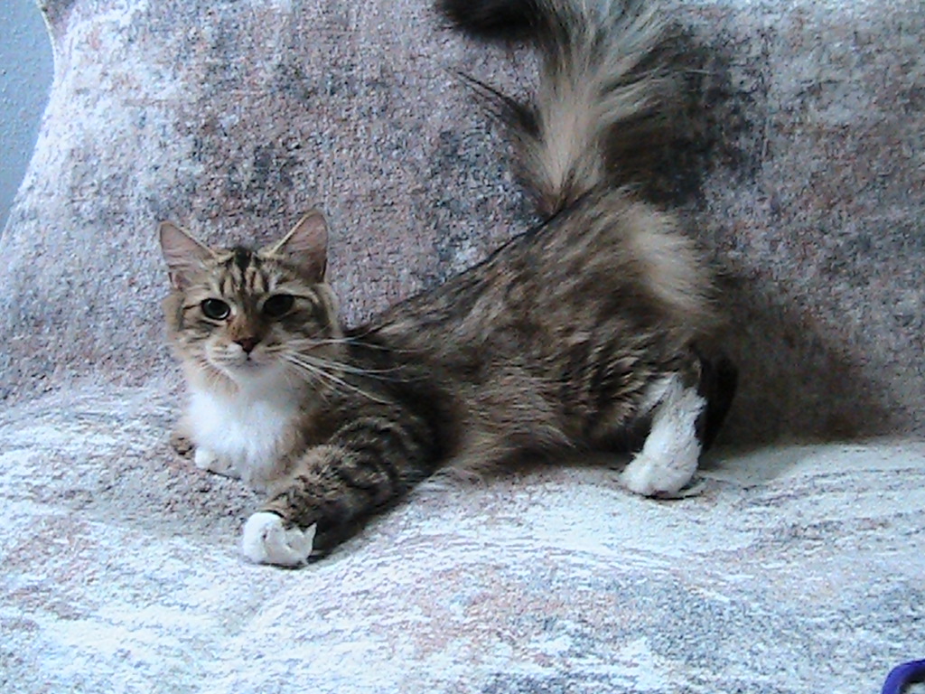Liora Siberian
